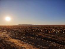 Livestock cultivation has a long tradition in the Mongolian steppe